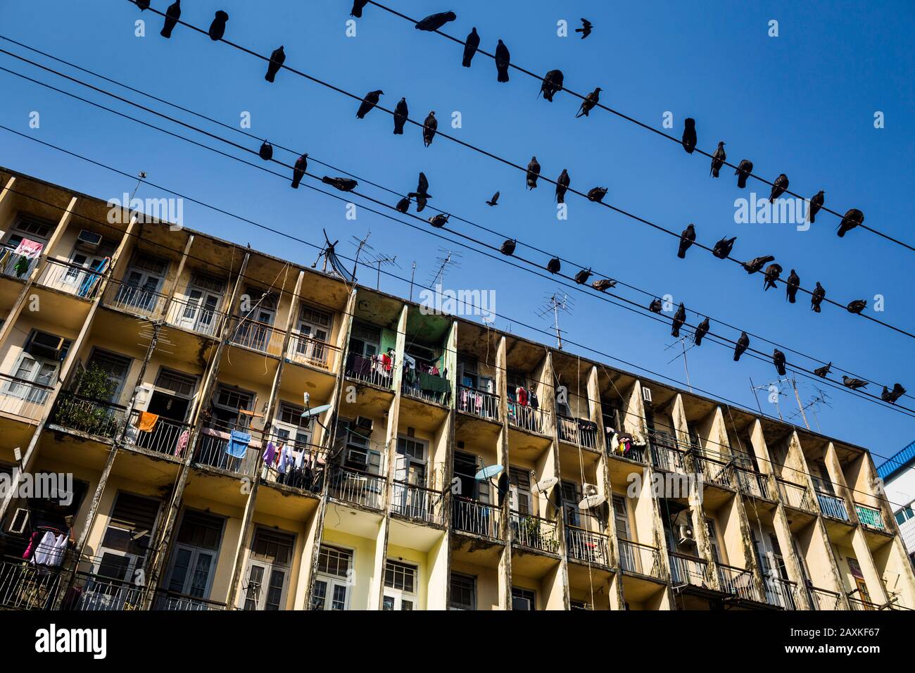 Vista a basso angolo dei piccioni che poggiano su cavi elettrici sopra un edificio di appartamenti. Foto Stock