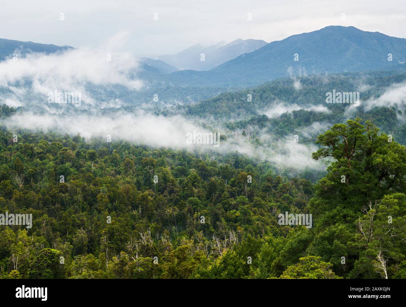 Oparara Basin, Kahurangi National Park, West Coast, South Island, Nuova Zelanda, Oceania Foto Stock