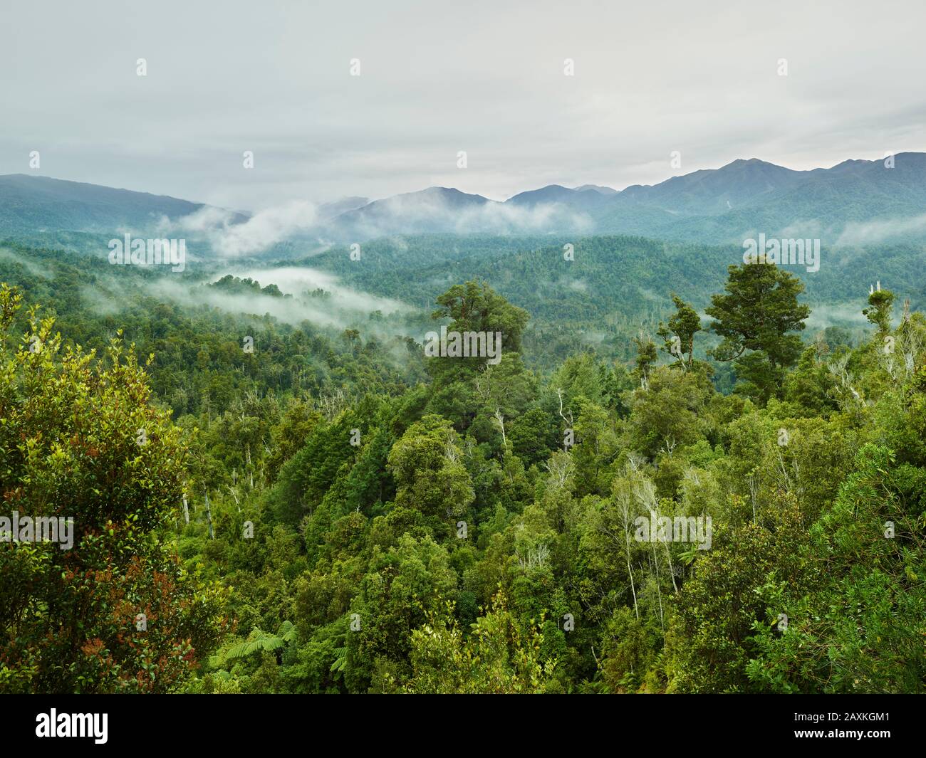 Oparara Basin, Kahurangi National Park, West Coast, South Island, Nuova Zelanda, Oceania Foto Stock