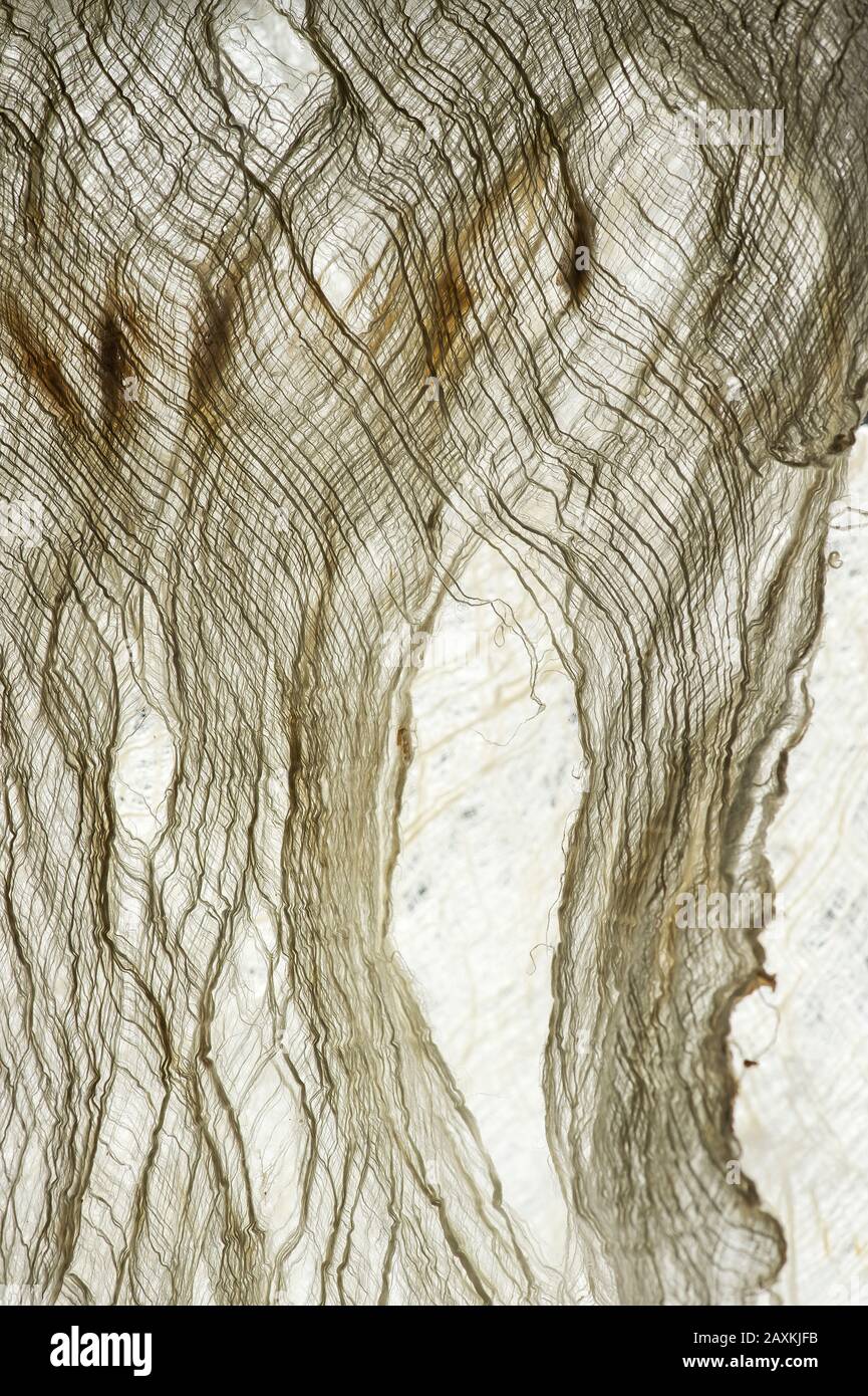 Fibra grezza di base dell'albero di gelso di carta (Broussonetia papyrifera) che costituisce l'essenza della carta Naturale Di Saa, Ban Xangkong, Laos Foto Stock