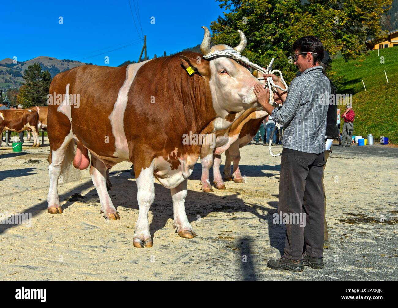 Swiss Fleckvieh, presentazione di un toro alla fiera della cooperativa di allevamento del bestiame, Lauenen, Canton Berna, Svizzera Foto Stock