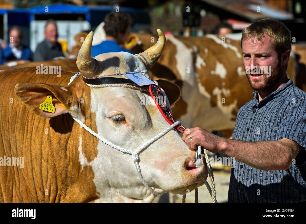 Ritratto svizzero Fleckvieh, titolare di toro e toro alla fiera della cooperativa di allevamento bovino, Lauenen, cantone di Berna, Svizzera Foto Stock