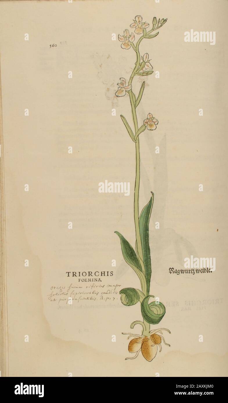 Orchid 16th secolo, acquerello, dipinto a mano legno stampa botanica da Leonhart Fuchs libro di erbe: De Historia Stirpium Commentarii Insiges Foto Stock
