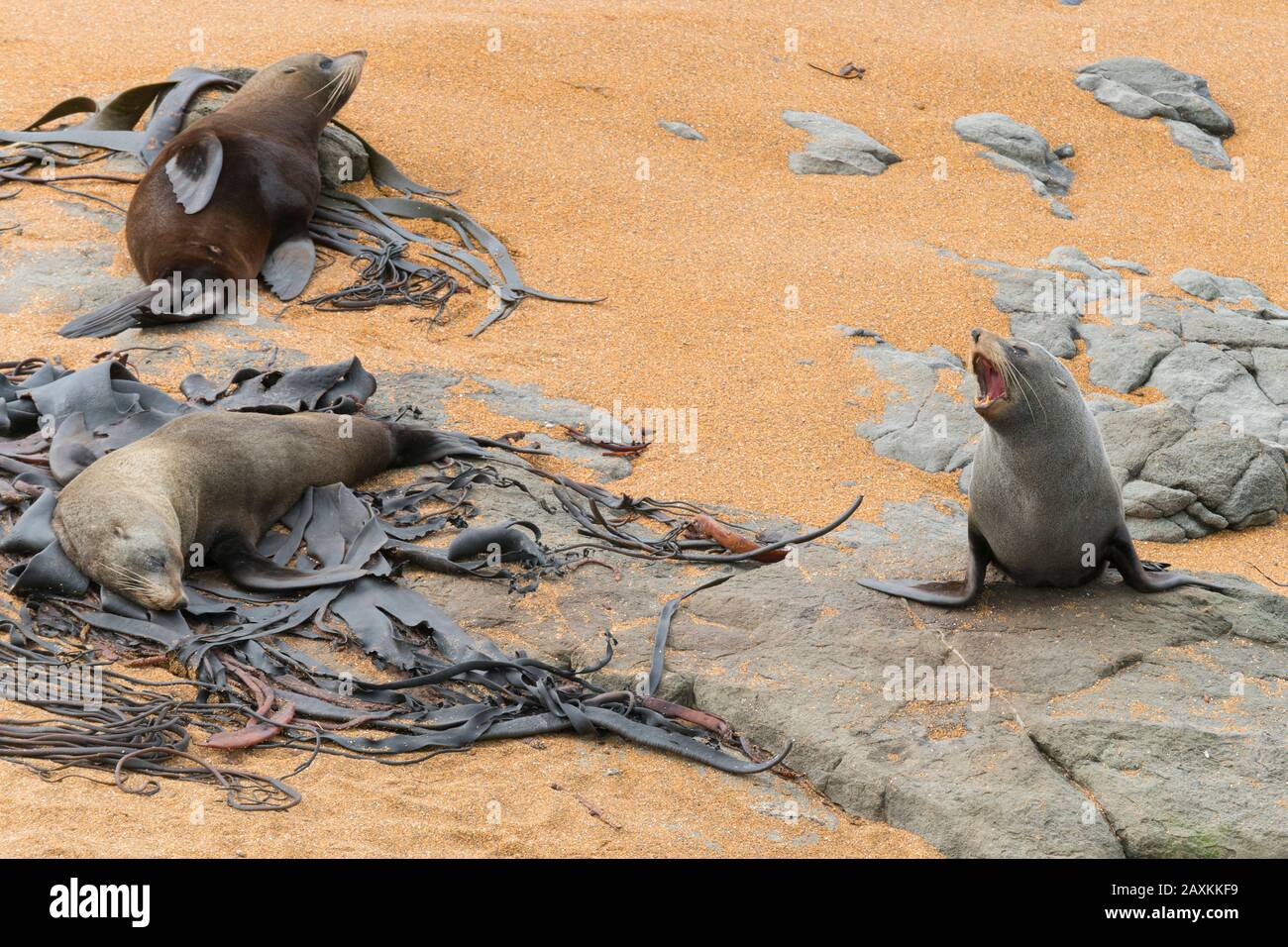 Sigilli A Kitiki Point, Otago, South Island, Nuova Zelanda, Oceania Foto Stock