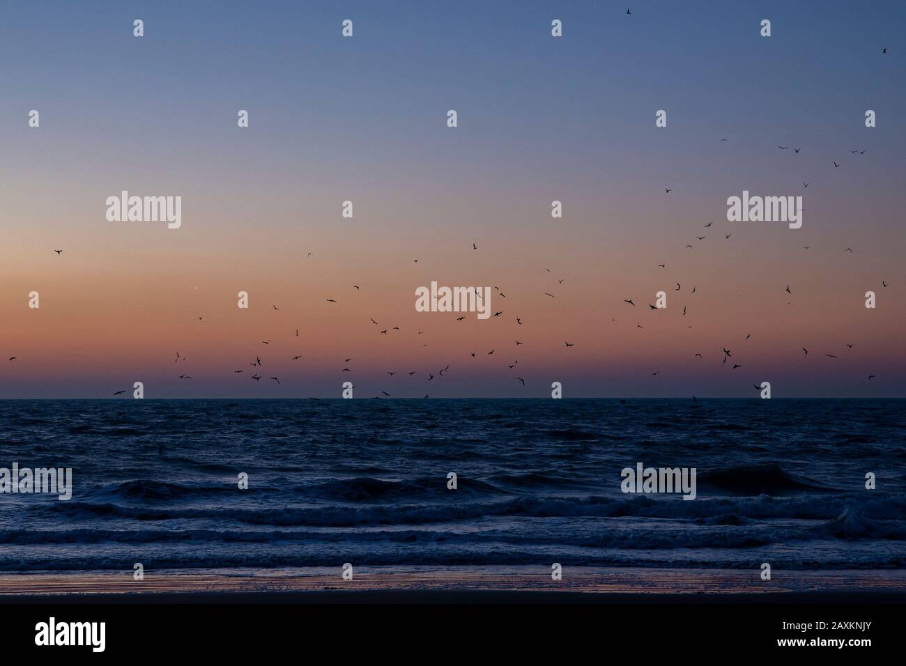 I gabbiani volano sul mare durante l'ora d'oro Foto Stock