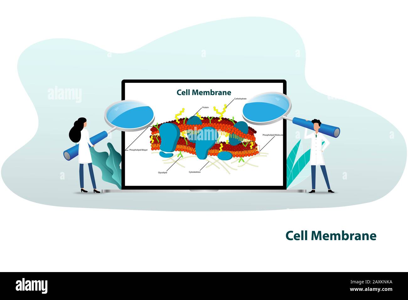 Concetto di Scienza, lo scienziato tiene una grande lente d'ingrandimento per concentrarsi sullo schermo del laptop che contiene la struttura della membrana cellulare per discutere. Foto Stock