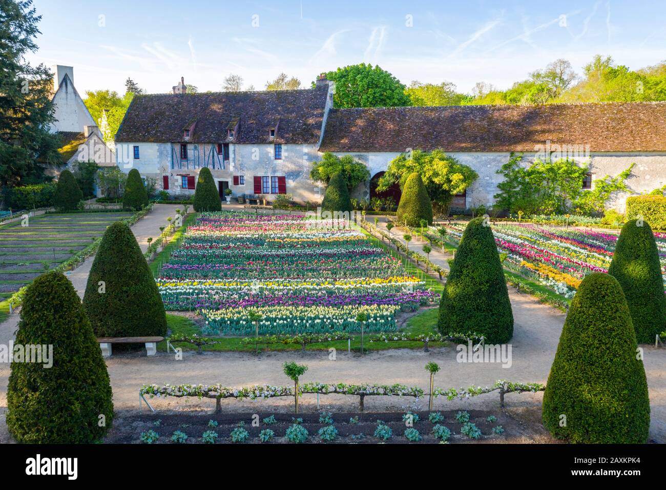 Francia, Indre et Loire, Valle della Loira elencati come Patrimonio Mondiale dall'UNESCO, Chenonceaux, Chateau de Chenonceau Parco e Giardini, tulipani nel fiore Veg Foto Stock