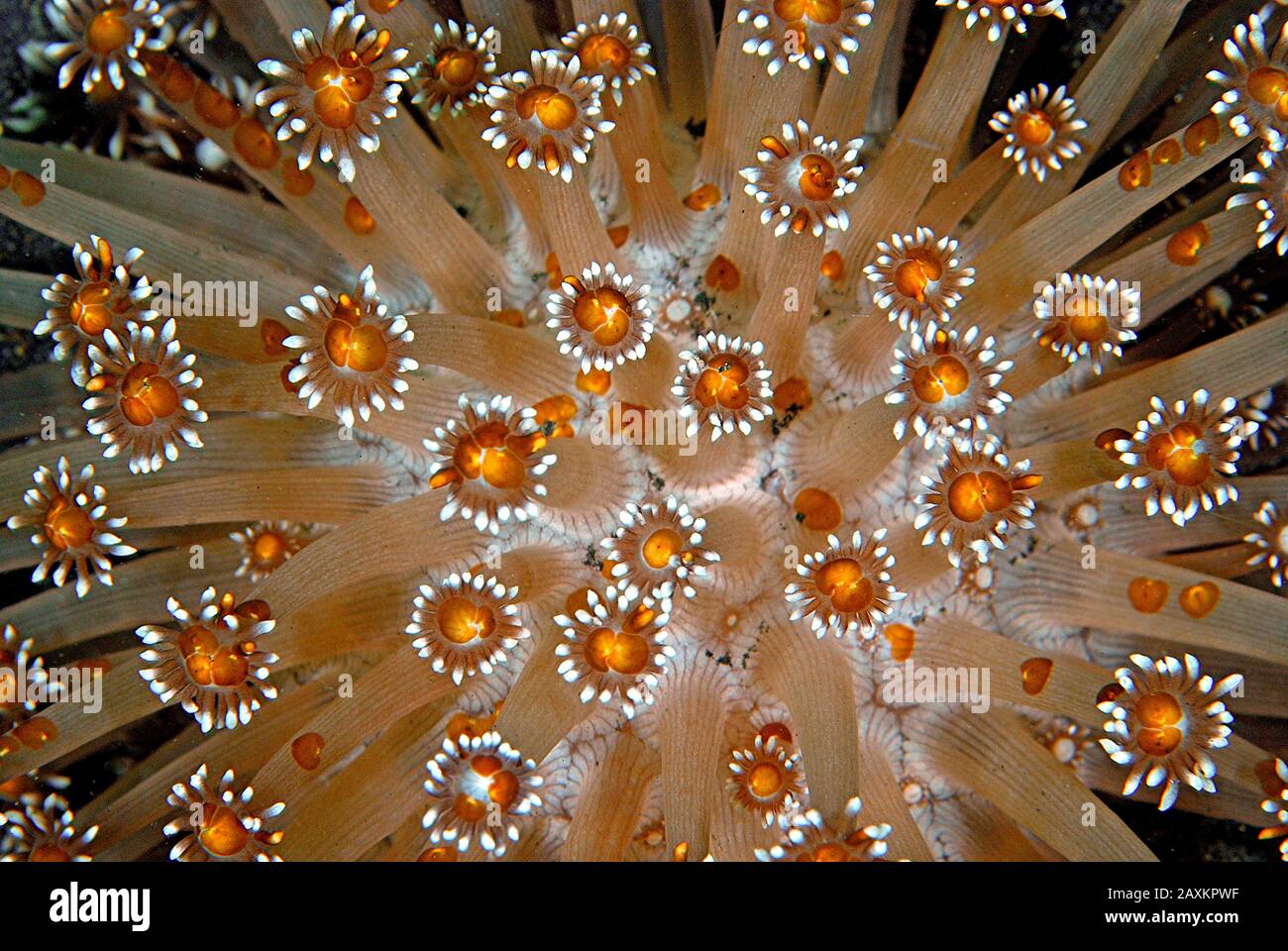 Corallo fiorito (Goniopora sp.), Moalboal, Cebu, Filippine Foto Stock