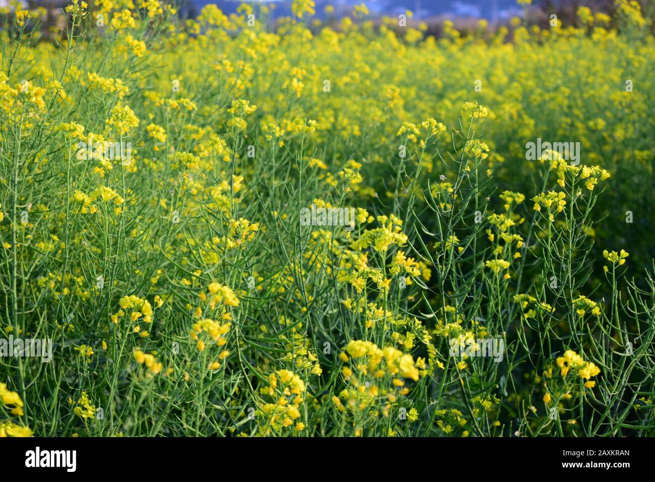 Campo primaverile con fiori gialli freschi Foto Stock
