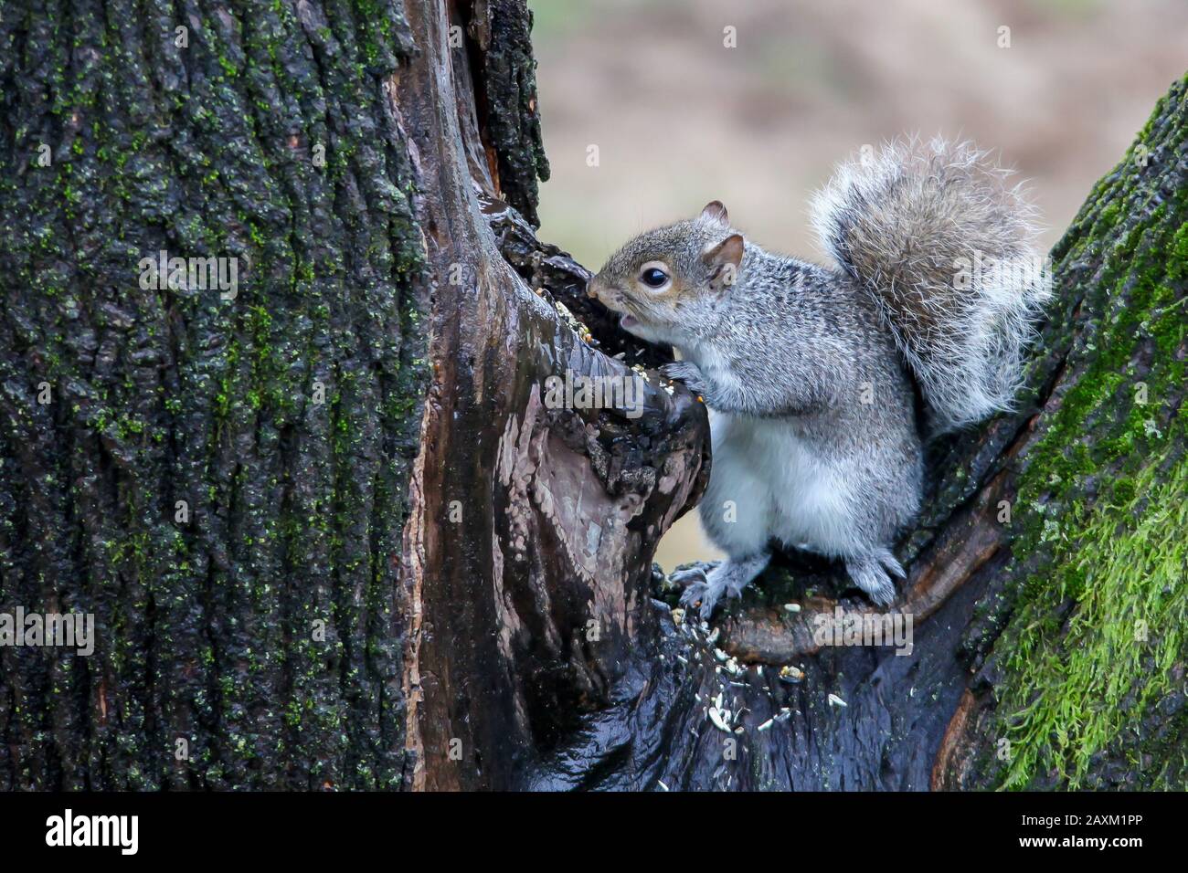Scoiattolo grigio su albero che fiinding cibo nella stagione invernale Foto Stock