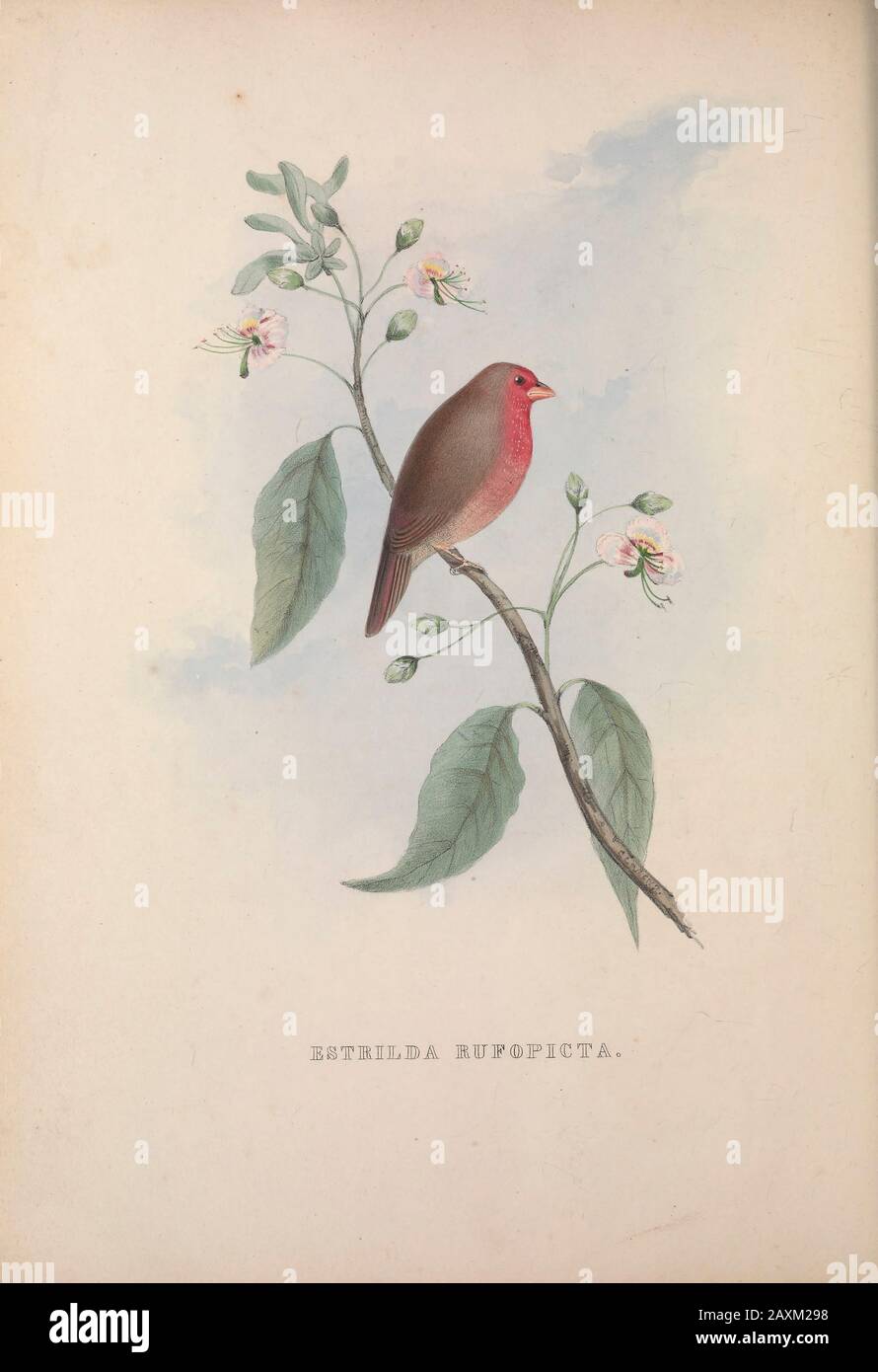 Estrildidae, o estrildid finch (Estrilda rufopicata) di Zoologia typica; oppure, cifre di animali e uccelli nuovi e rari descritte nel procedimento Foto Stock