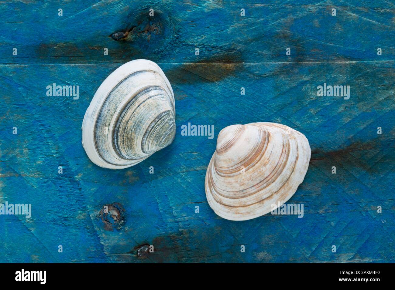 Due spesse Conchiglie Di Trogolo, Spisula solida, hanno trovato beachcombing esposto su un pezzo di driftwood dipinto di blu. Dorset Inghilterra GB Foto Stock