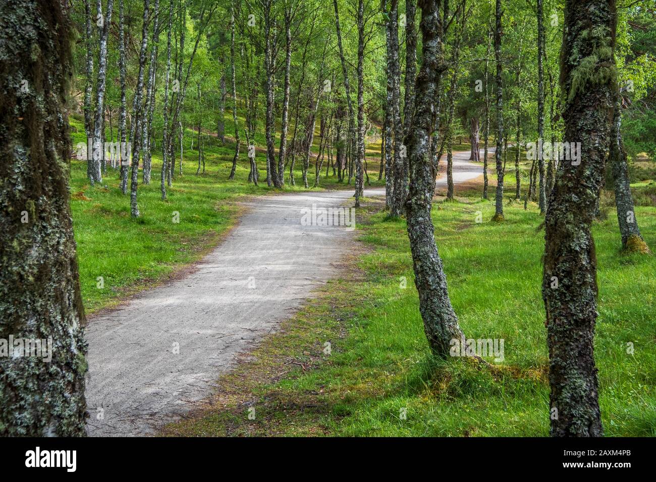 Un sentiero per escursioni a piedi e in bicicletta lungo il percorso nazionale di Speyside Way tra gli alberi di betulla in Scozia Foto Stock