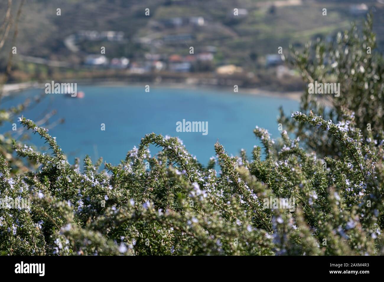 Rosmarino fresco. Erba in fiore con fiori viola vista closeup, blu mare sfocato e un'isola greca attraverso la pianta Foto Stock