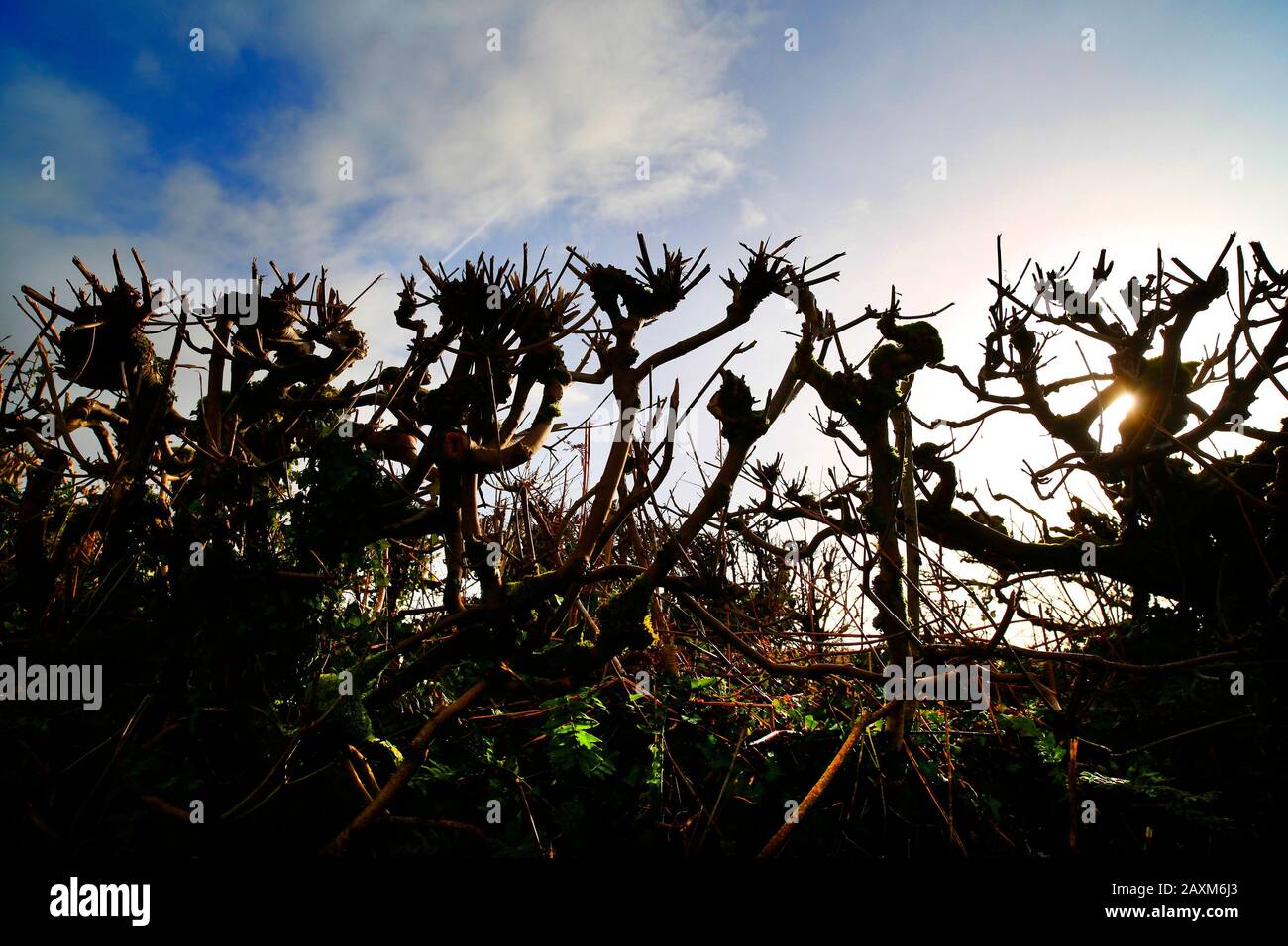 Recentemente ha tagliato le hedgerows in Devon, Regno Unito. Foto Stock