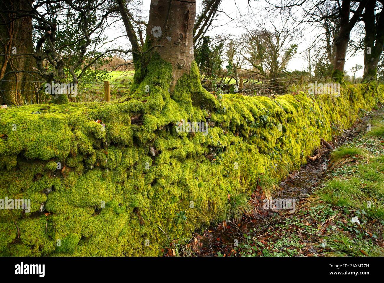 Devon, Regno Unito. Muschio coperto muro di pietra secca. Foto Stock