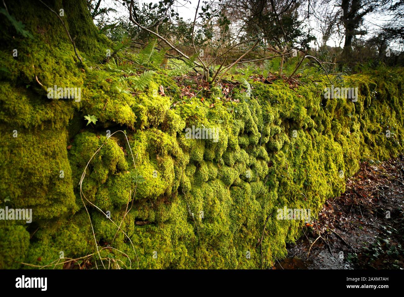 Devon, Regno Unito. Muschio coperto muro di pietra secca. Foto Stock