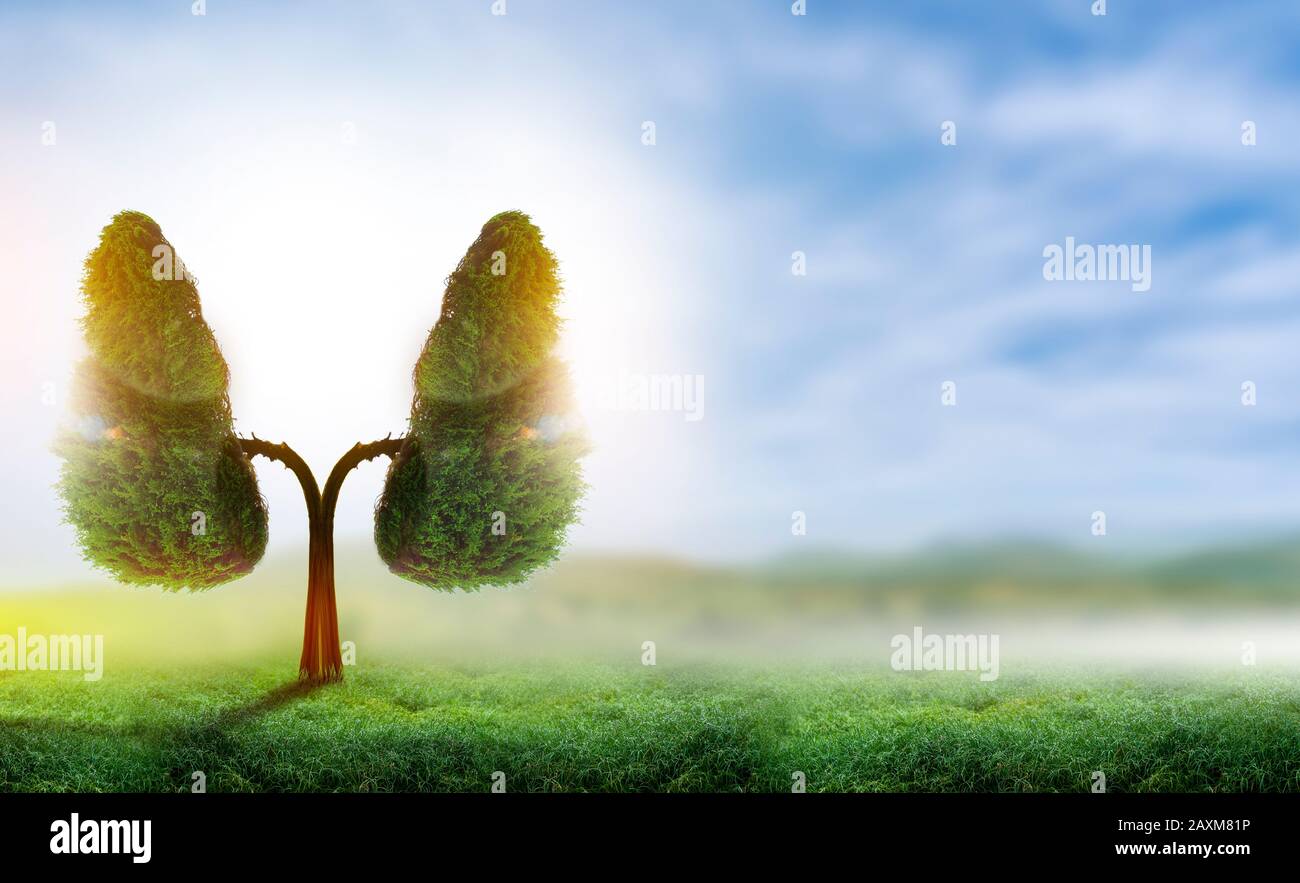 Illustrazione dell'albero polmonare (ambiente e medicina) Foto Stock
