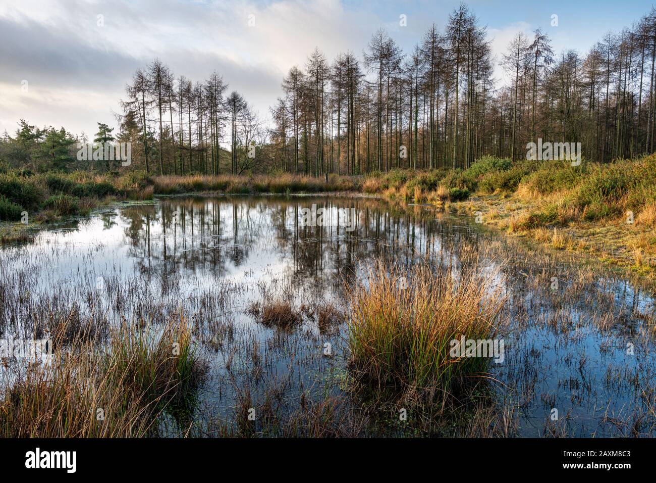 Lago Woorgreen e palude vicino Cinderford nella foresta di Dean, Gloucestershire. Foto Stock