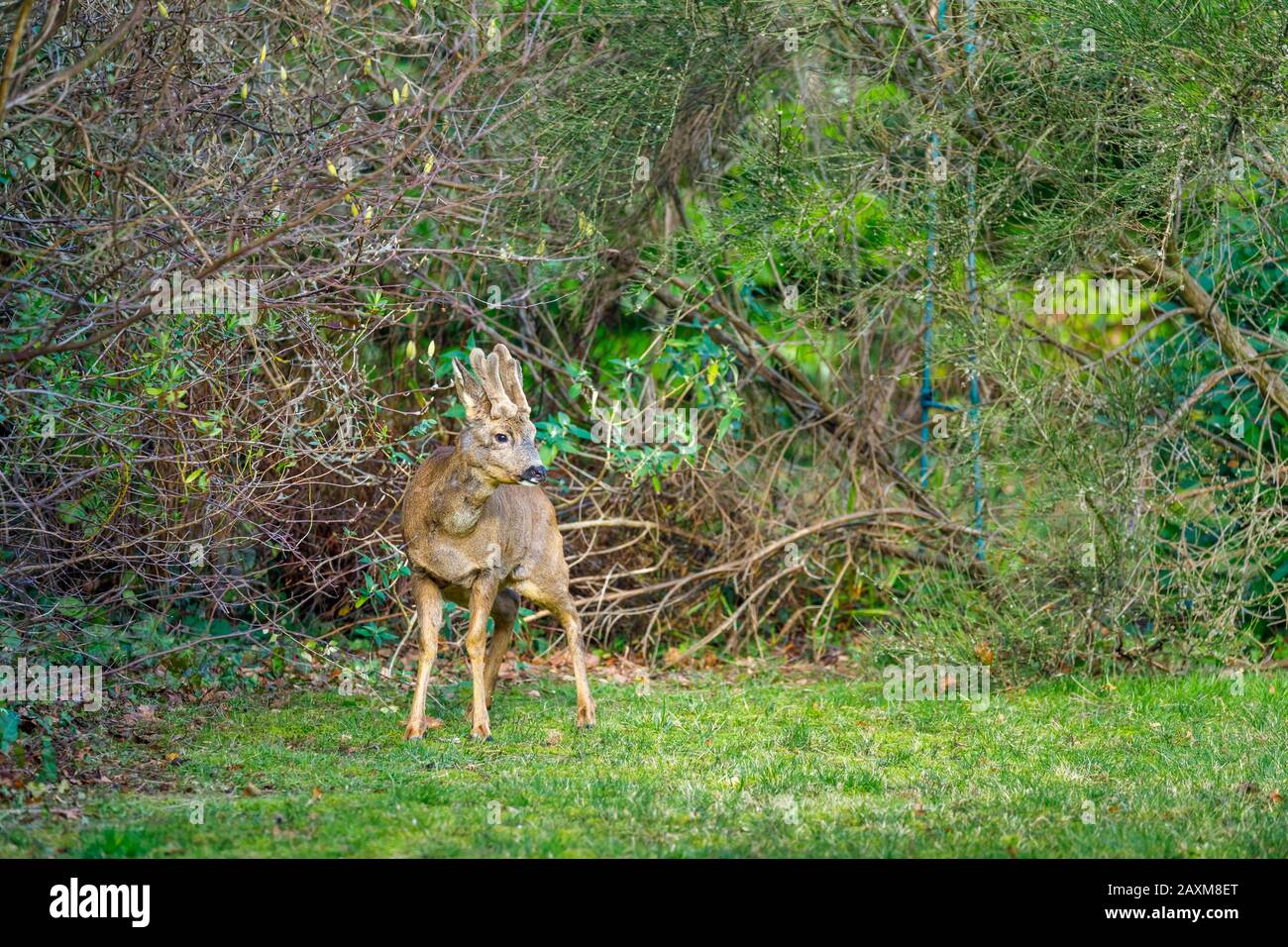 Fauna urbana: Un capriolo maschio (Capreolus capreolus) con corna di velluto si trova in un giardino suburbano posteriore a Surrey, Regno Unito in inverno Foto Stock