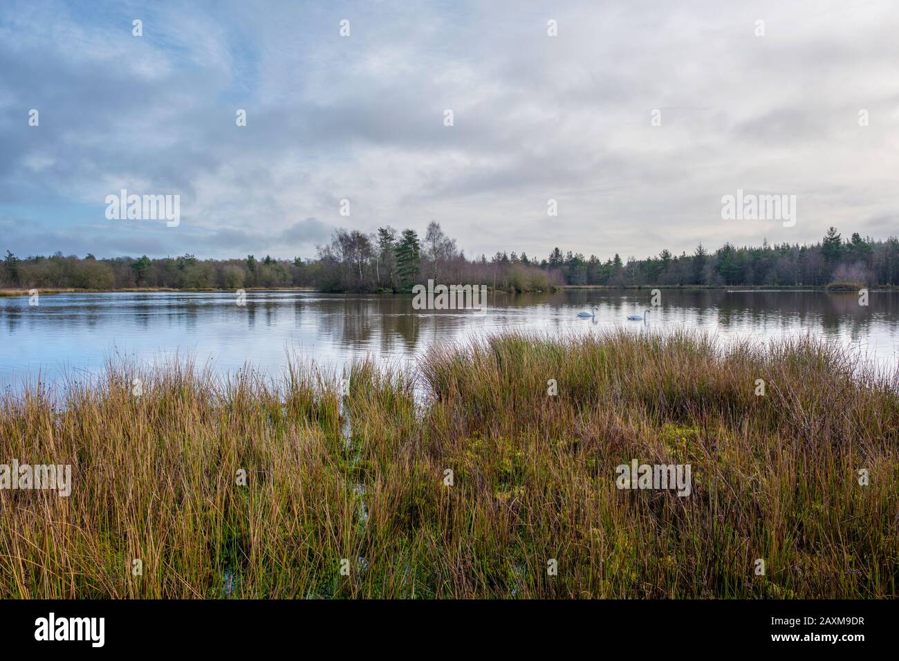 Lago Woorgreen e palude vicino Cinderford nella foresta di Dean, Gloucestershire. Foto Stock