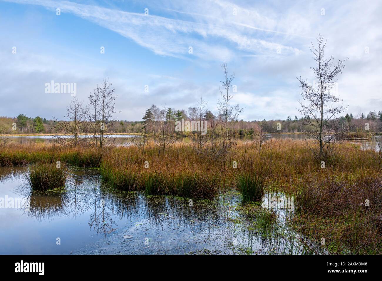 Lago Woorgreen e palude vicino Cinderford nella foresta di Dean, Gloucestershire. Foto Stock