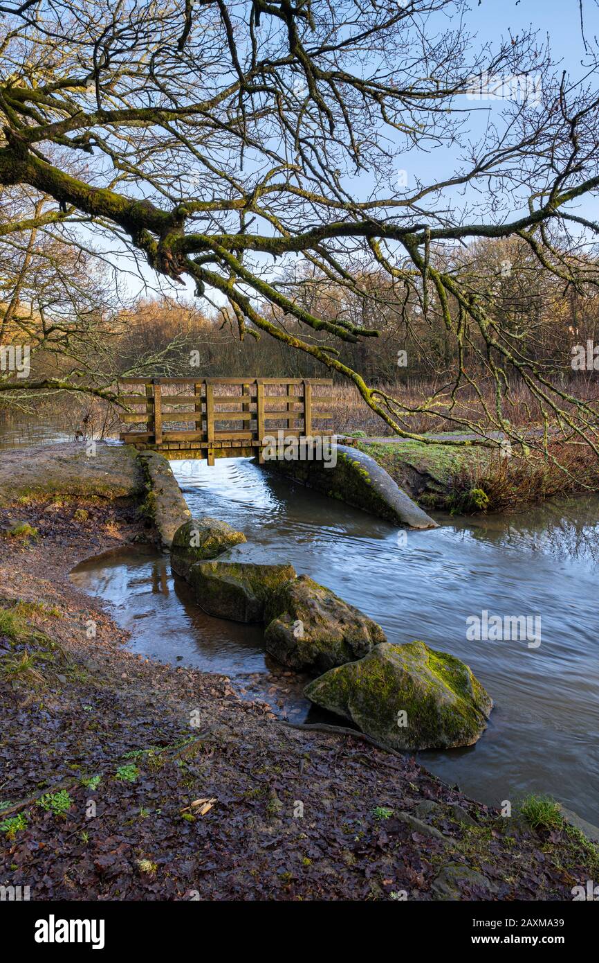 Stagni di Cannop nella Foresta di Dean, Gloucestershire. Foto Stock