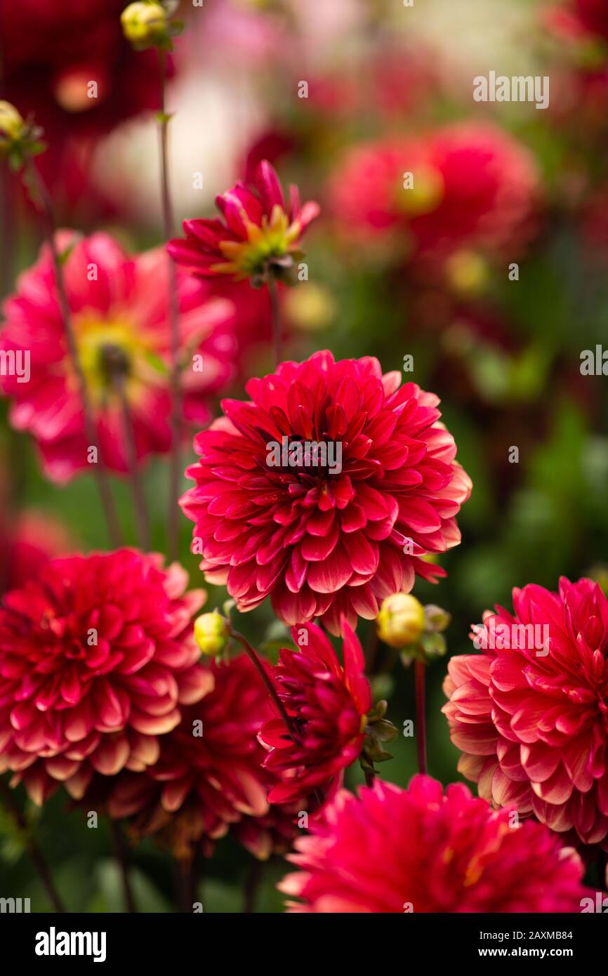 Dahlia, varietà Antibes (Dahlia Antibes), fioritura a Lisse, Olanda Foto Stock