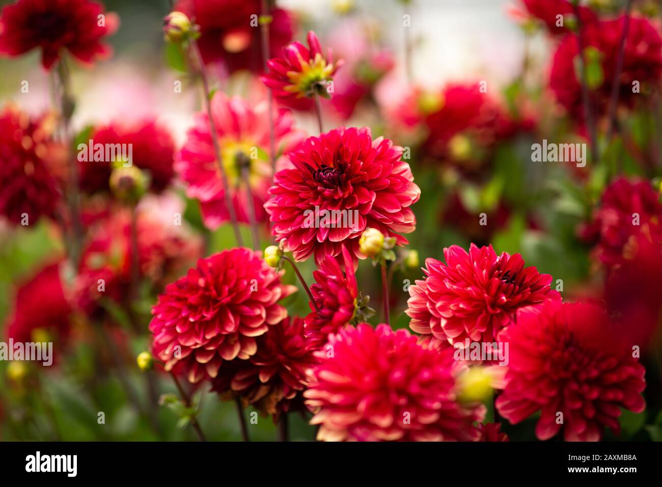 Dahlia, varietà Antibes (Dahlia Antibes), fioritura a Lisse, Olanda Foto Stock