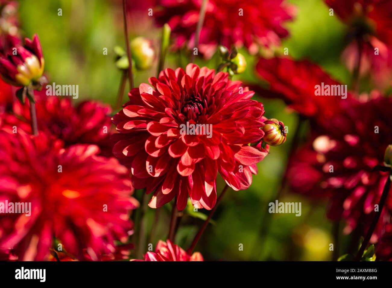 Dahlia, varietà Antibes (Dahlia Antibes), fioritura a Lisse, Olanda Foto Stock