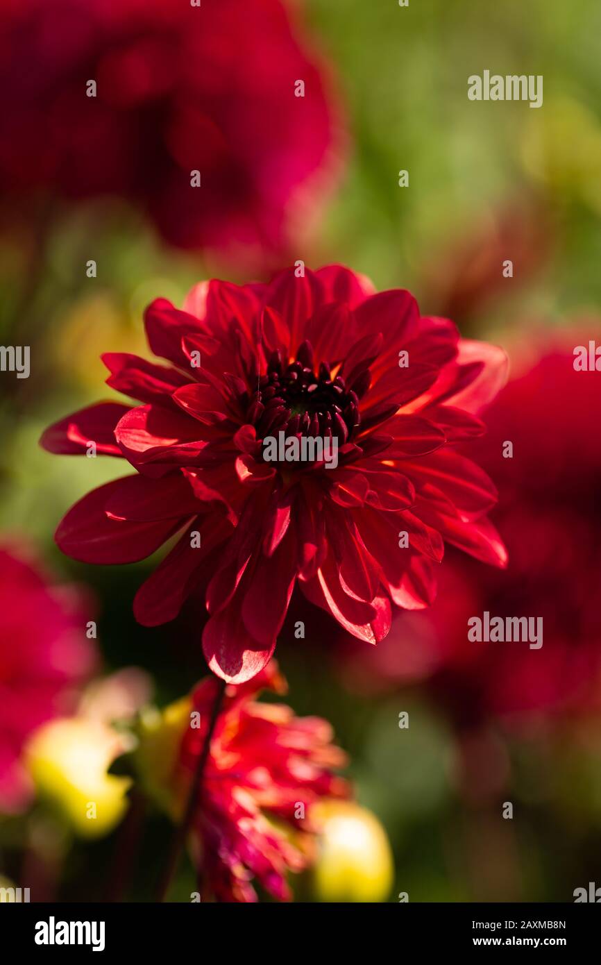 Dahlia, varietà Antibes (Dahlia Antibes), fioritura a Lisse, Olanda Foto Stock