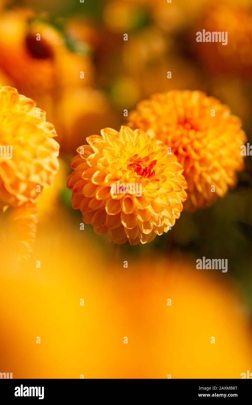Dahlia, varietà Beatrice (Dahlia Beatrice), fioritura in Lisse, Olanda Foto Stock