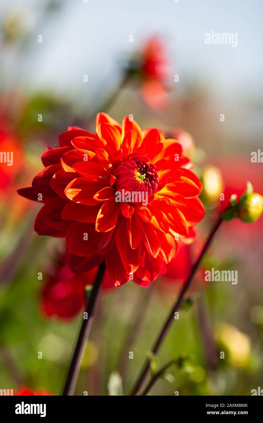 Dahlia, varietà Kees Verkade (Dahlia Kees Verkade), fioritura in Lisse, Olanda Foto Stock