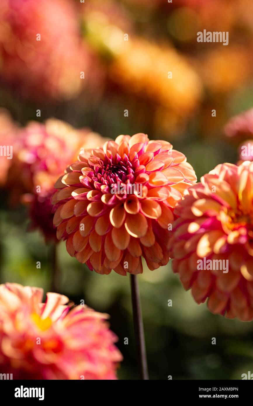 Dahlia, varietà di palmares (Dahlia palmares), fioritura in Lisse, Olanda Foto Stock