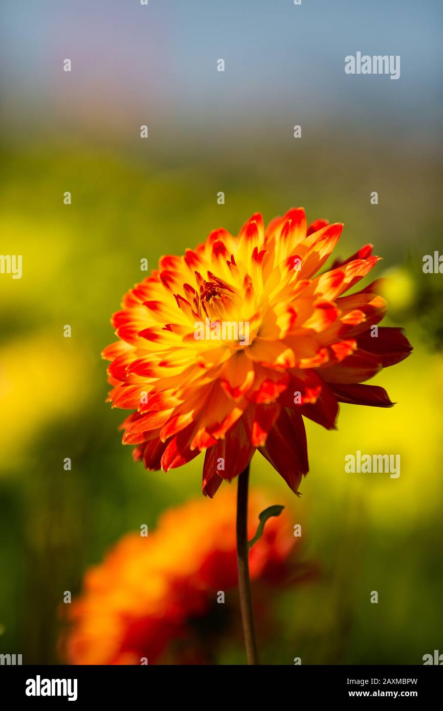 Dahlia, varietà Procyon (Dahlia Procyon), fioritura in Lisse, Olanda Foto Stock