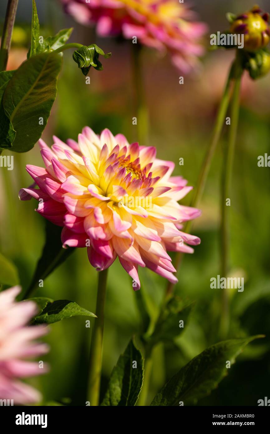 Dahlia, varietà romantique (Dahlia Romantique), fioritura in Lisse, Olanda Foto Stock