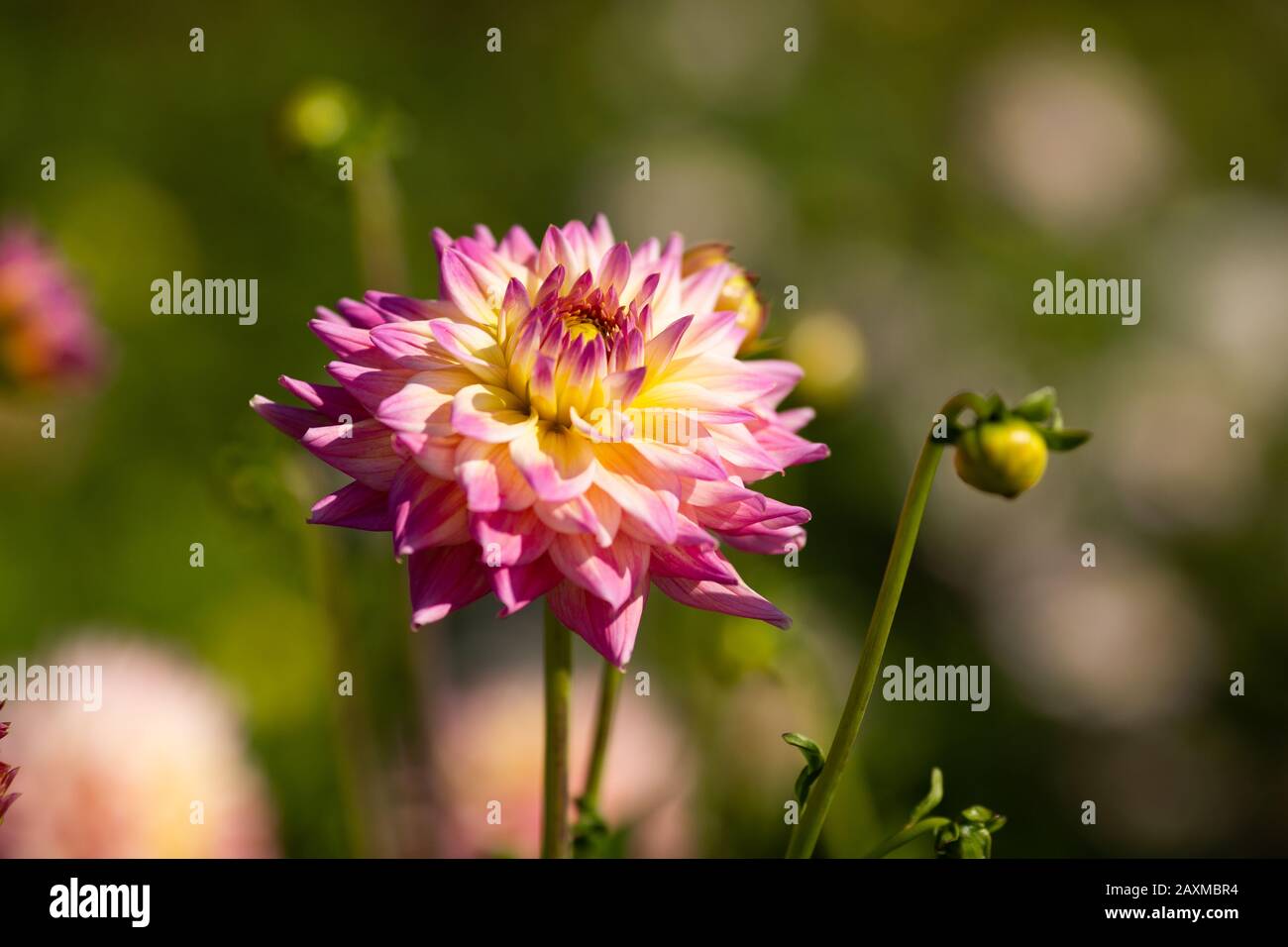 Dahlia, varietà romantique (Dahlia Romantique), fioritura in Lisse, Olanda Foto Stock