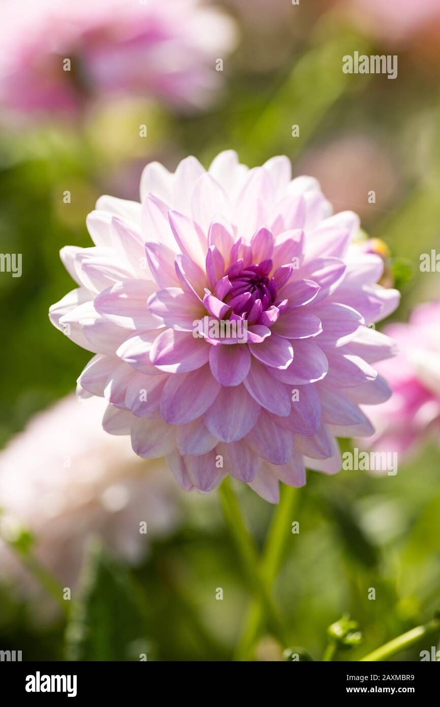 Dahlia Valentino primo piano con sfondo isolato Foto Stock