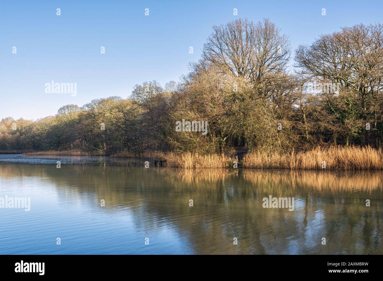 Una mattina invernale a Cannop Ponds vicino a Cinderford, Gloucestershire. Foto Stock