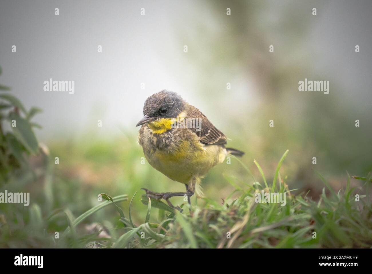 Uccello Wagtail giallo a terra che si trova nella sua naturale abitudine Foto Stock