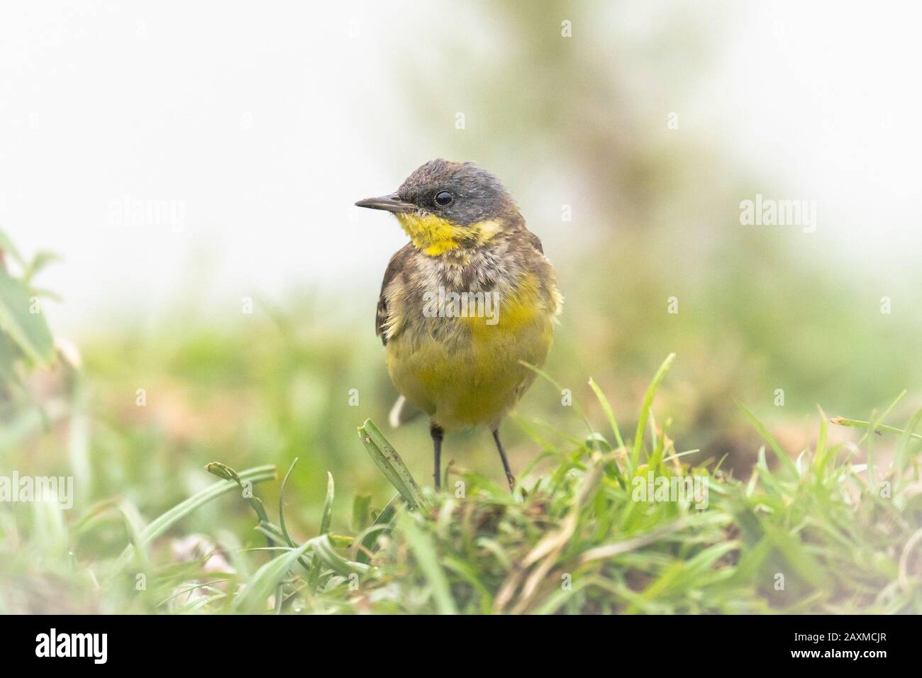 Uccello Wagtail giallo a terra che si trova nella sua naturale abitudine Foto Stock