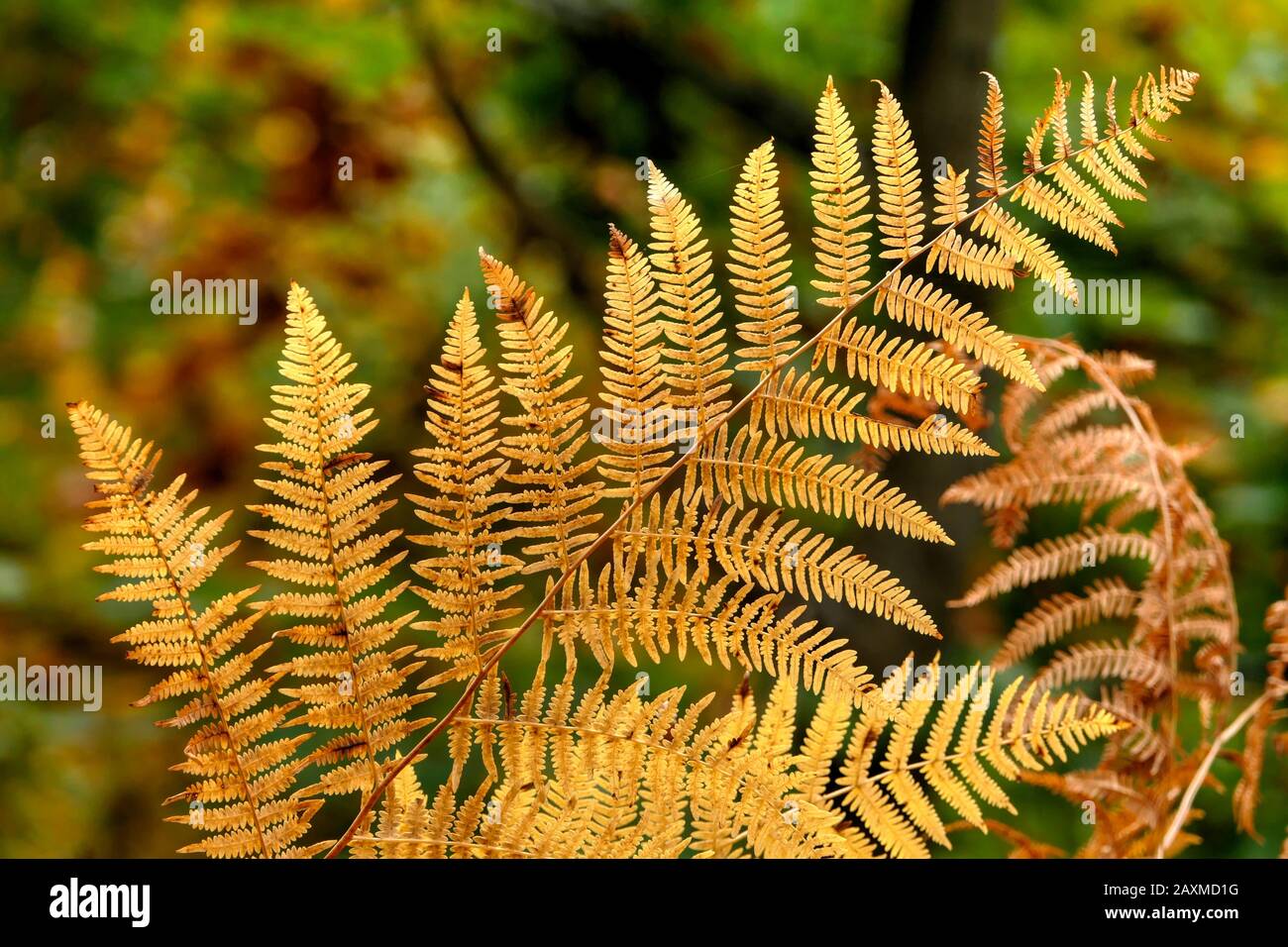 Fern foglie nella foresta d'autunno Foto Stock