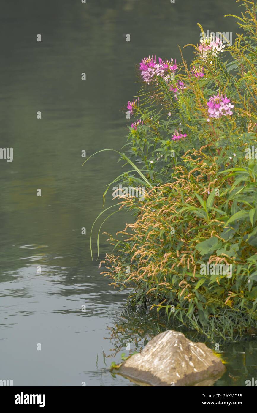 Cleome hassleriana, comunemente noto come fiore ragno che cresce vicino ad un fiume Foto Stock