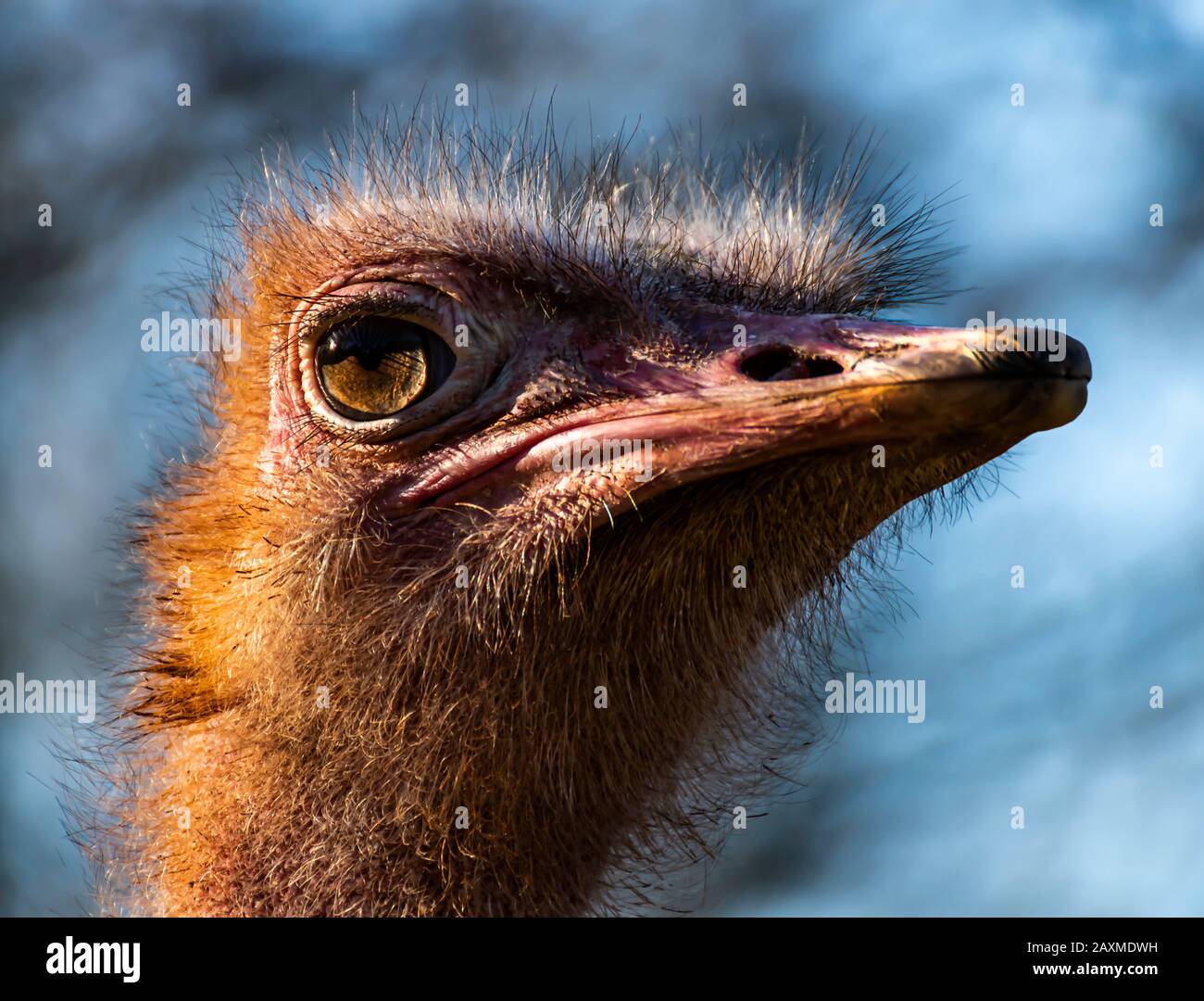 Ostrich A Collo Rosso Allo Zoo Di Paignton, Devon, Regno Unito, 2020. L'Ostrich è il più grande uccello vivente. Foto Stock