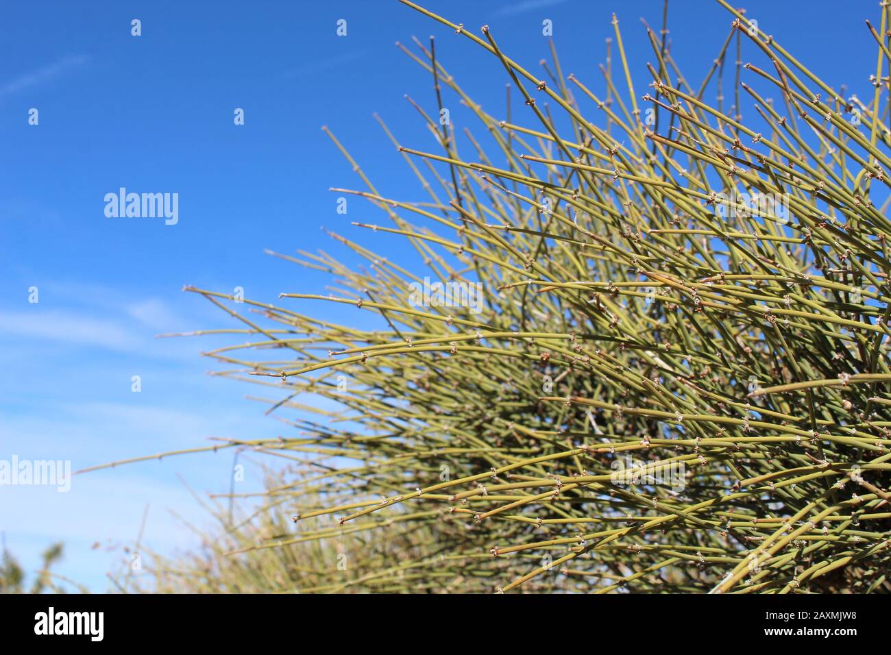 Ephedra è l'unico genere di piante della famiglia botanica Efedraceae. Il Joshua Tree National Park contiene 5 rappresentanti locali. Foto Stock