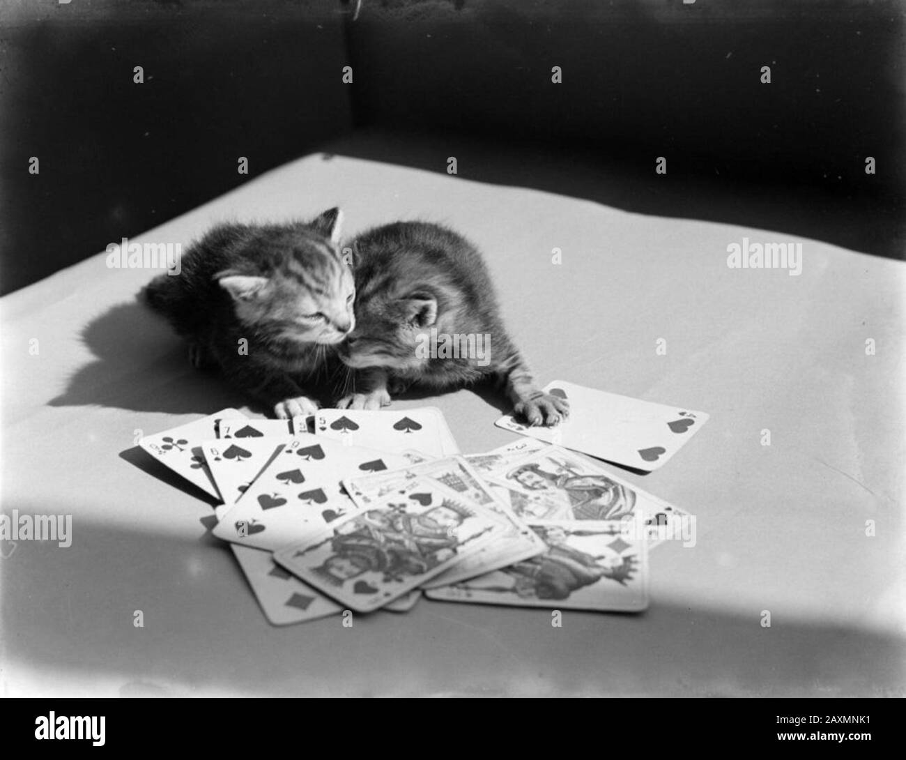 http://beeldbank.nationaalarchief.nl/nl/afbeeldingen/indeling/detail/sortering/relevantie/q/zoekveld/252^1510 Archivio Nazionale/Willem dei giovani cuccioli di poll con un set di carte. Gattini vicino a un set di carte. Foto Stock