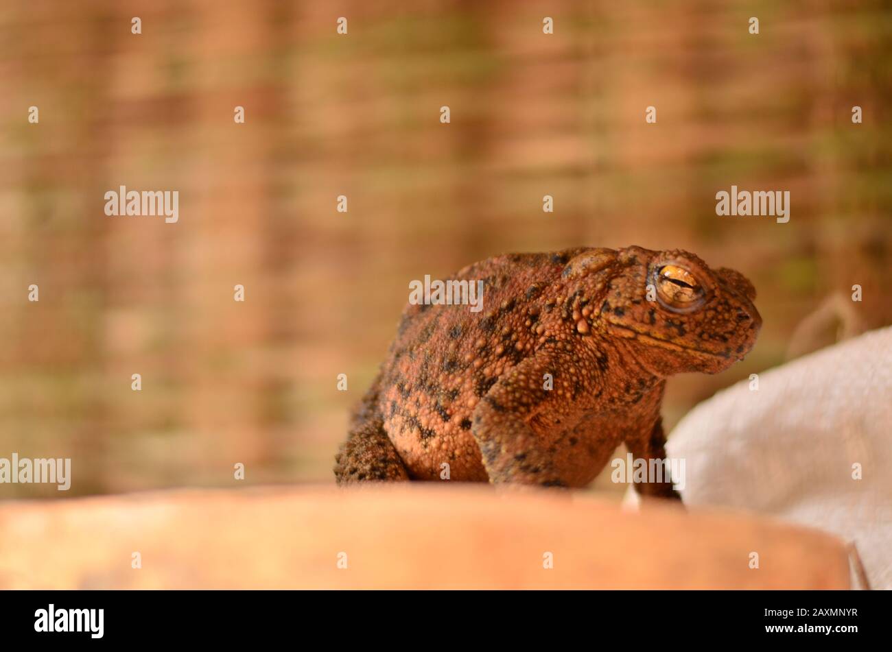 rana su una pietra vuole saltare Foto Stock