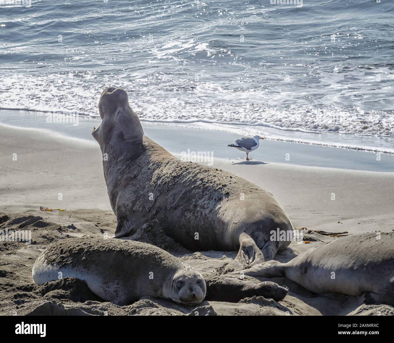 Un maschio Elephant Seals (Mirounga angustirostris) mantice ai suoi rivali, Piedras Blancas, San Simeon, CA. Foto Stock