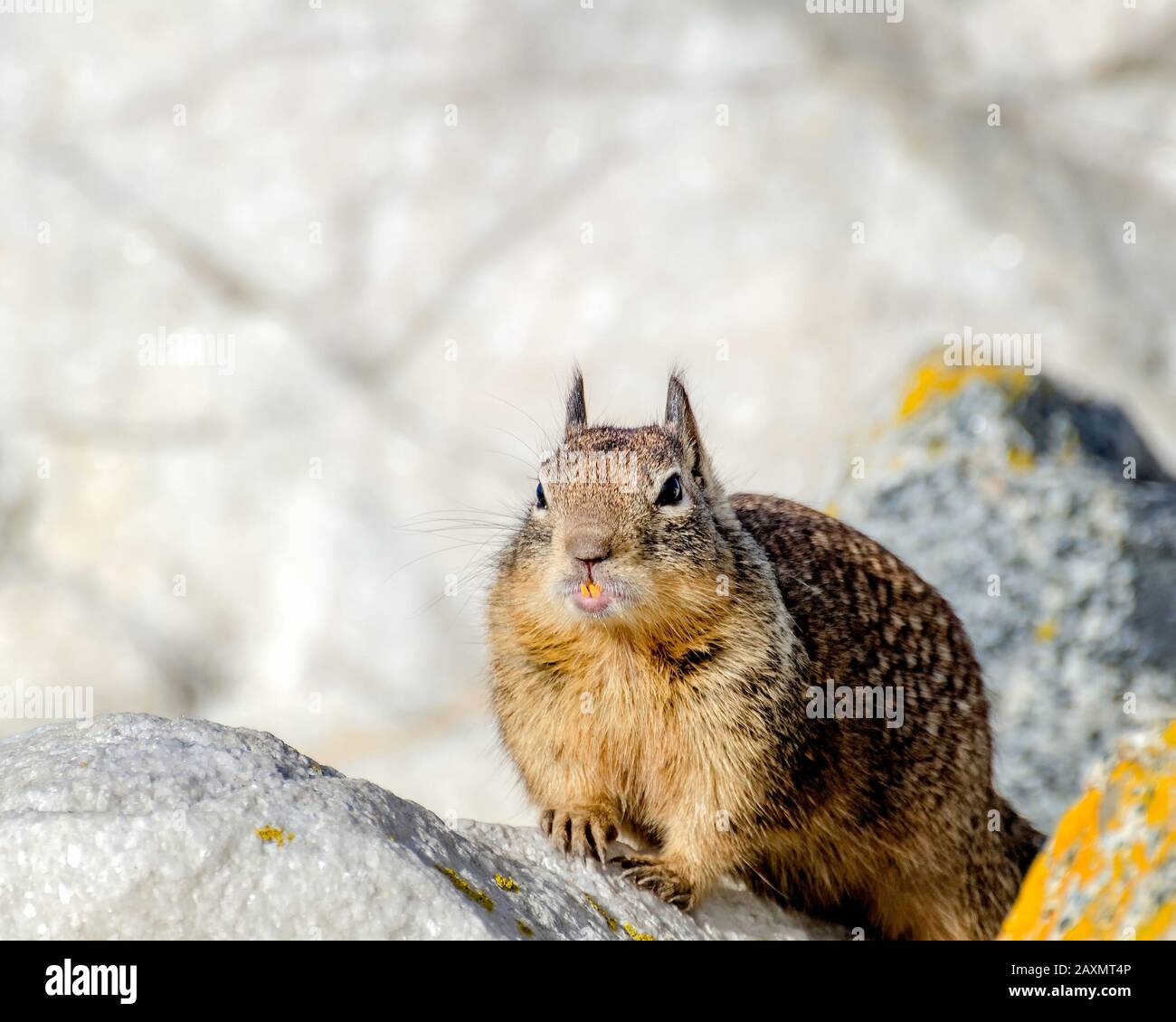 California Ground Squirrel (Otospermophilus Beechyi), Pacific Grove, California. Foto Stock
