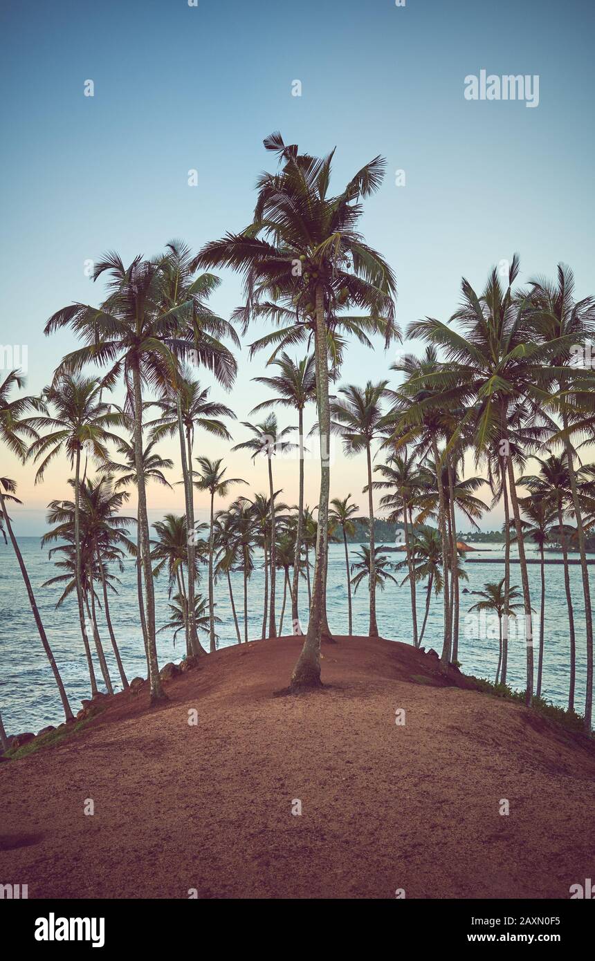 Spiaggia tropicale con palme da cocco all'alba, tonificante colore applicato, Sri Lanka. Foto Stock